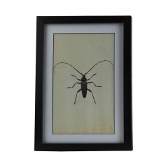 Obrazek robak 35x25 cm